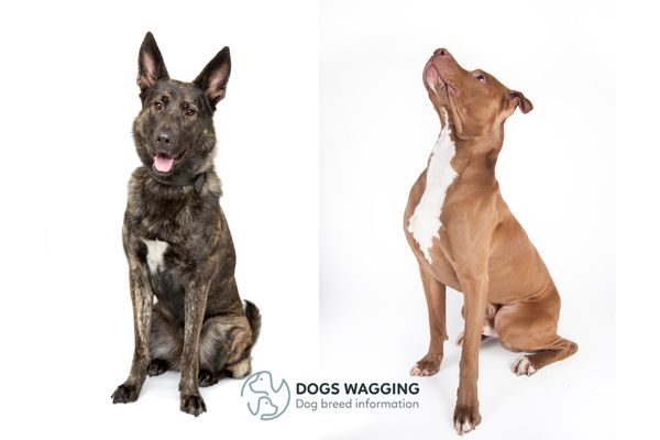 Belgian Malinois Mixed With Pitbull Facts, FAQ And Pictures