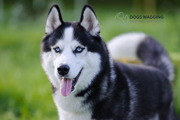 The Siberian Husky Dog