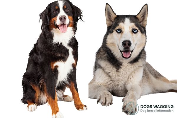 Bernese Mountain Dog mixed with Husky appearance traits 