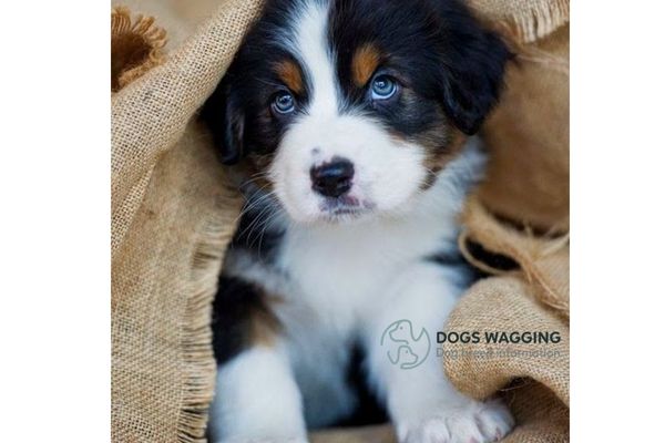 A Husky Bernese Mountain Dog mix puppies