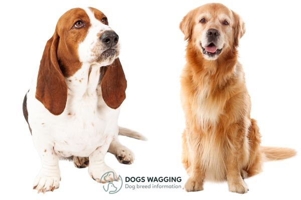 Golden Retriever and Basset Hound parent breeds