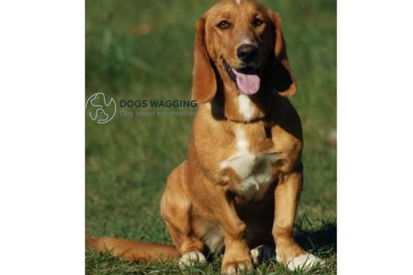 Are Golden Retriever and Basset Hound mixes suitable for families? 