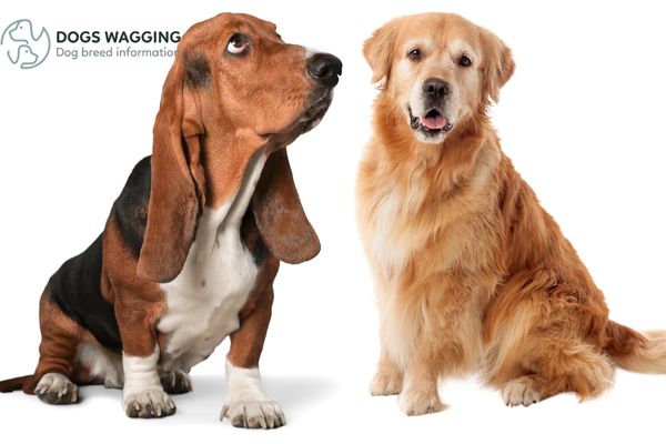 Golden Retriever Basset Hound Mix Facts, Care And Pictures