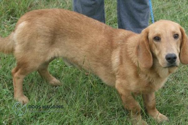 Golden Retriever Basset Hound mix training