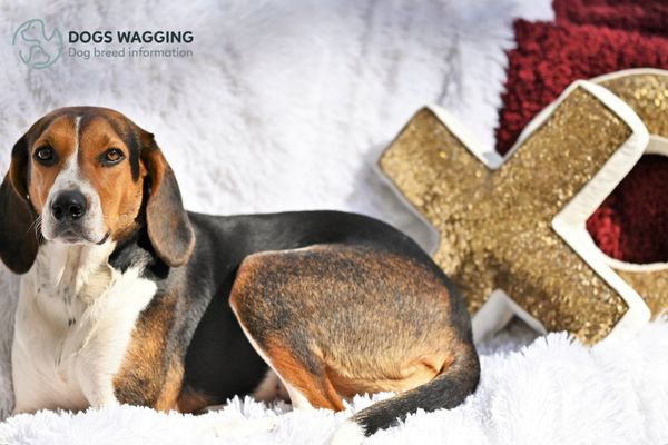 The Treeing Walker Coonhound breed