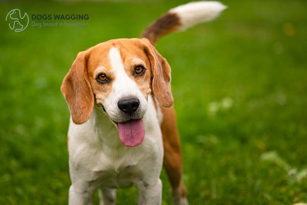 The Beagle breed