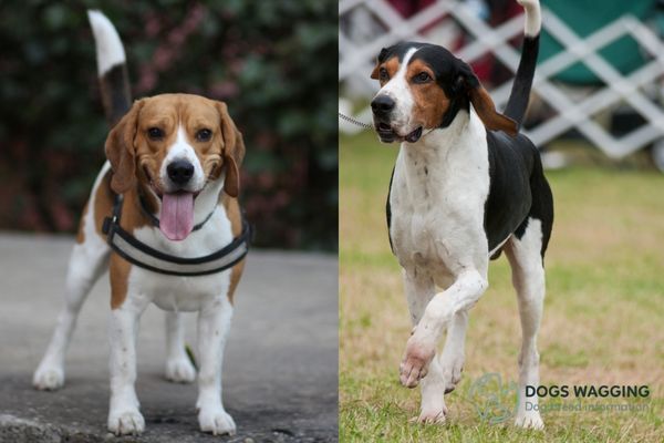 All Facts About Treeing Walker Coonhound Beagle Mix