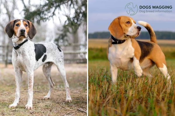 All Facts About Treeing Walker Coonhound Beagle Mix