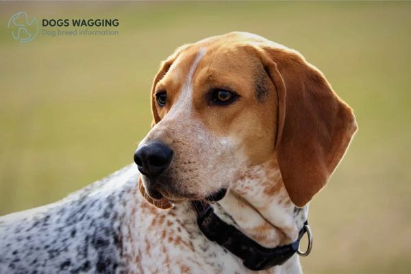 Beagle Red Tick Appearance Traits