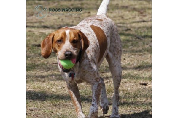 The Red Ticked Beagle with fetch games