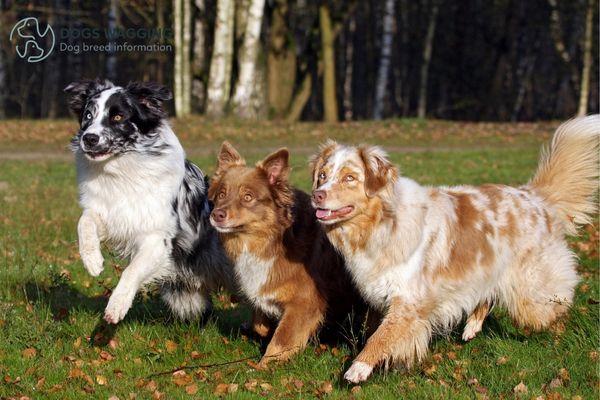 The Australian Shepherd breed