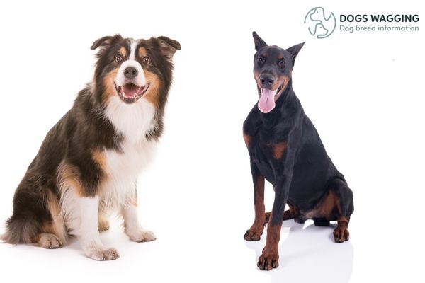 Australian Shepherd Doberman Mix Characteristics And Caring Tips