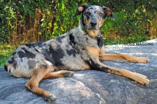 Australian Shepherd Doberman mix health problems