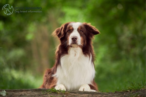 The Australian Shepherd