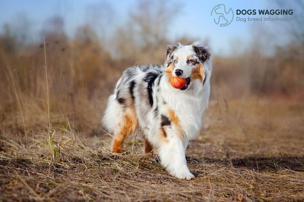 Doberman and Australian Shepherd mix require mental and physical exercise each day