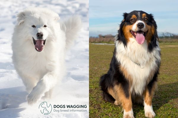 All Things About Australian Shepherd Great Pyrenees Mix