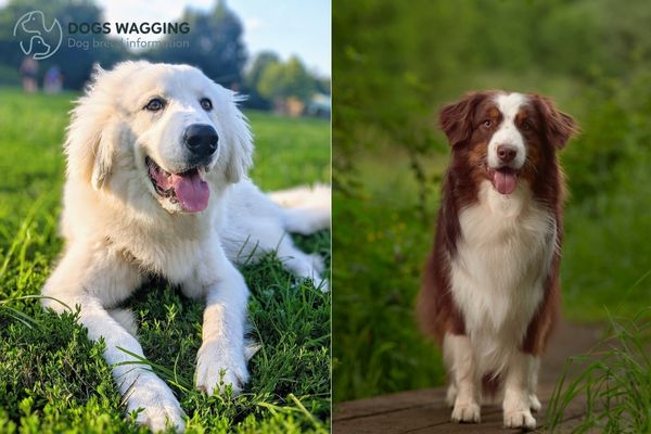 Australian Shepherd Great Pyrenees mix food and diet