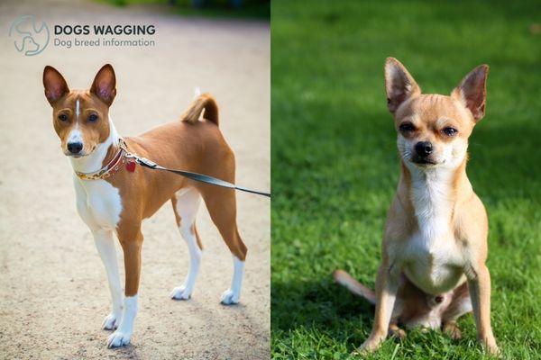 Basenji and Chihuahua parent breeds