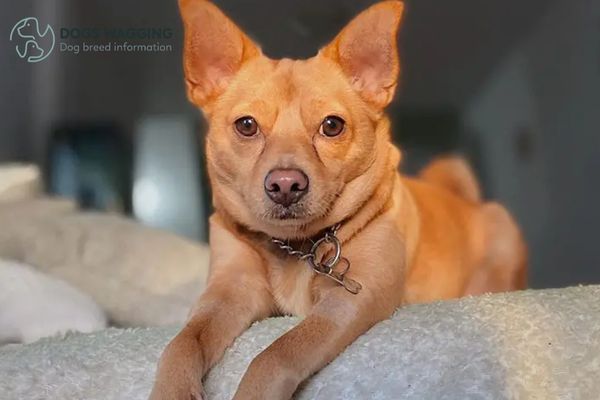 Basenji Chihuahua Mix History, Characteristics, Care And Pictures