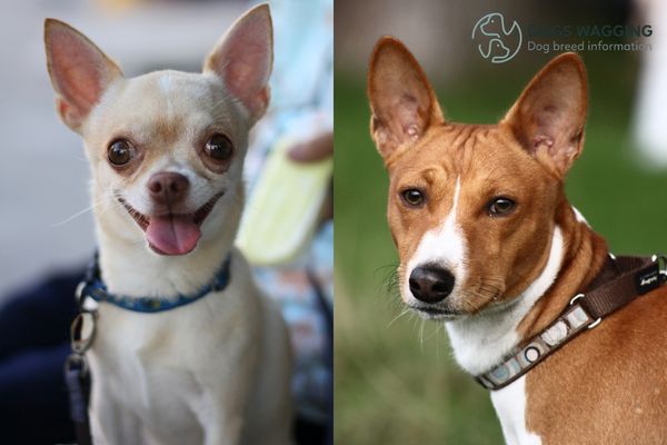 Basenji and Chihuahua mixes can inherit health issues from parent breeds