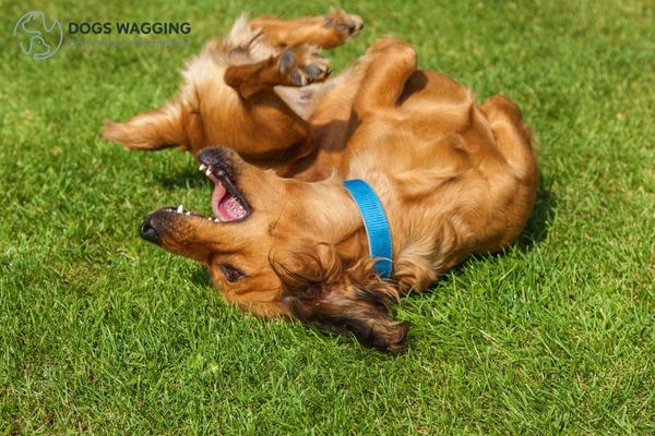 The high-energy Basenji Chihuahua mix dog