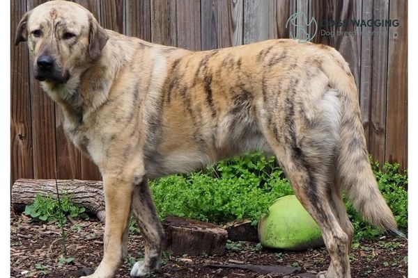 Anatolian Shepherd Brindle Appearance Traits