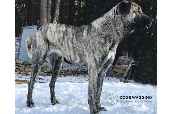 Brindle Anatolian Shepherd Food Needs