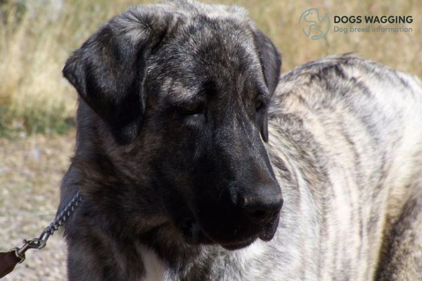 Brindle Anatolian Shepherd Health Problems