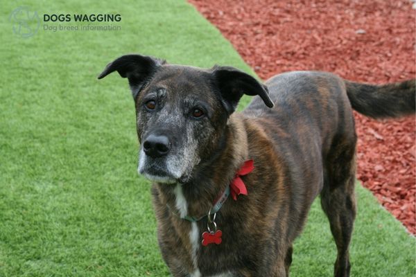 The Brindle Anatolian Shepherd Dog needs daily exercise