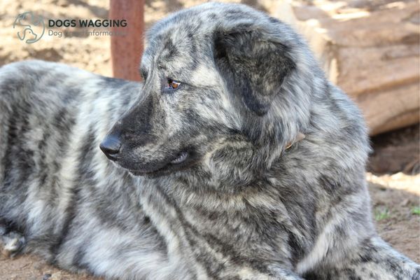 Anatolian Shepherd Brindle Puppy Cost