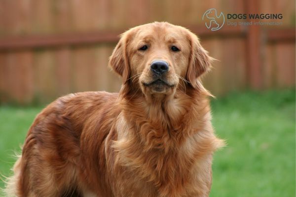 The Golden Retriever