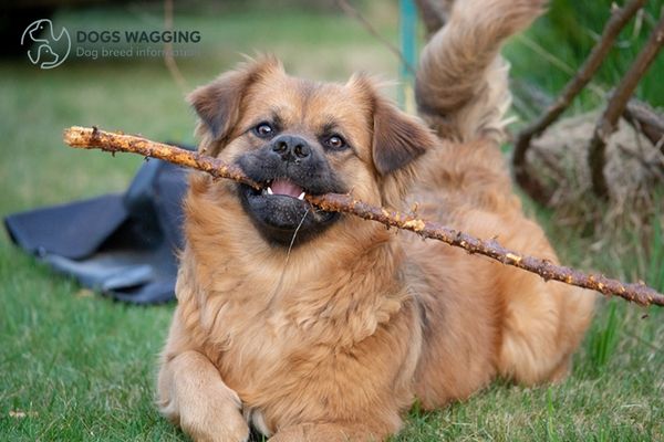 The Golden Retriever Mix With Pug requires regular mental and physical exercise