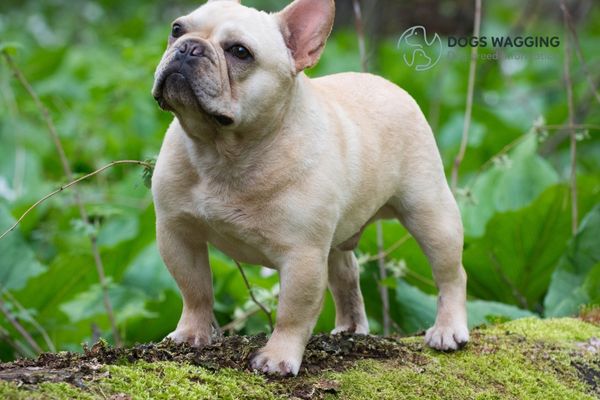 The French Bulldog 