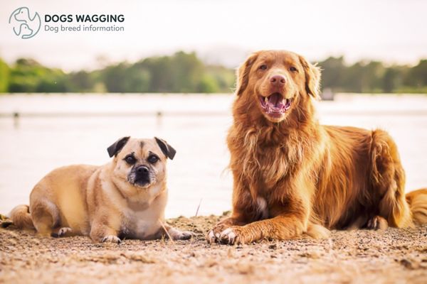 The Pug mixed with Golden Retriever Lifespan