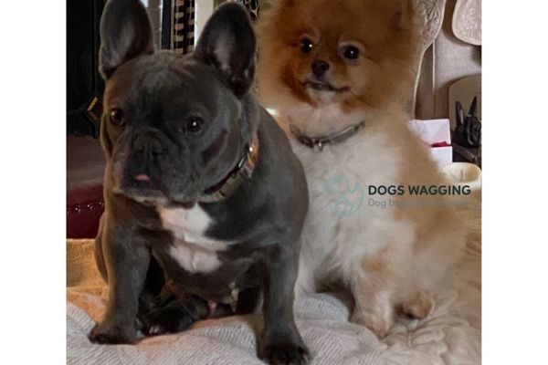 French Bulldog and Pomeranian Mix grooming needs