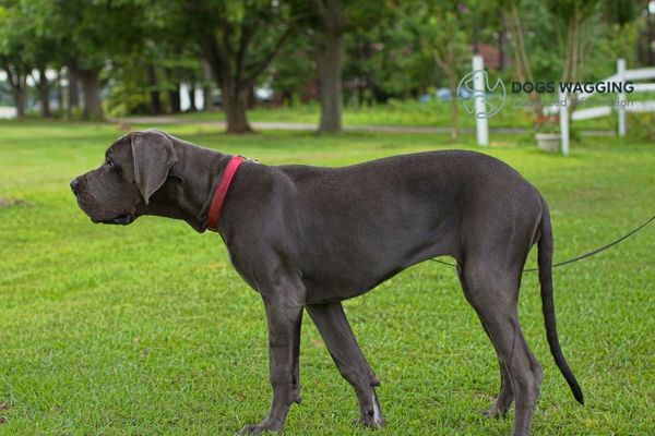 The Great Dane breed