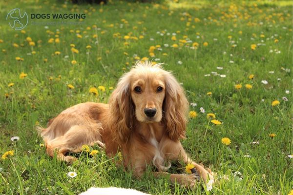 The Cocker Spaniel