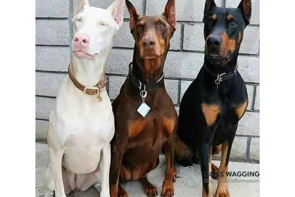 Doberman Pinscher Variations