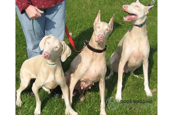 White Doberman Pinscher Health Problems 