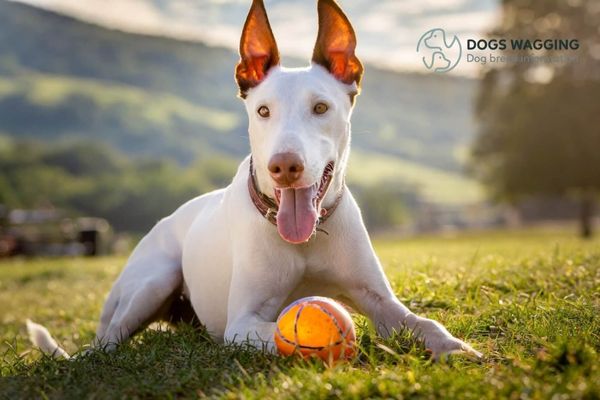 The Doberman White with Play Sessions