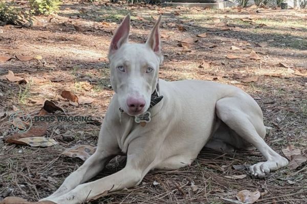 White Doberman A Complete Guide And Pictures