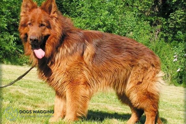 Liver Color German Shepherd Appearance Traits