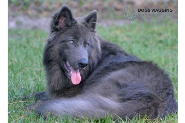 Blue German Shepherd Physical Traits