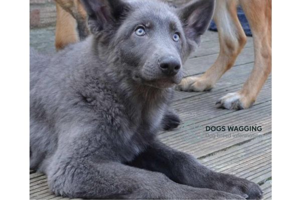 Blue-Colored German Shepherd Temperament