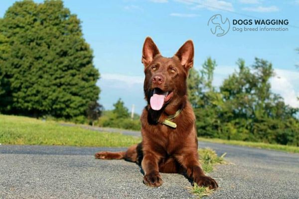 Liver German Shepherd requires daily exercise