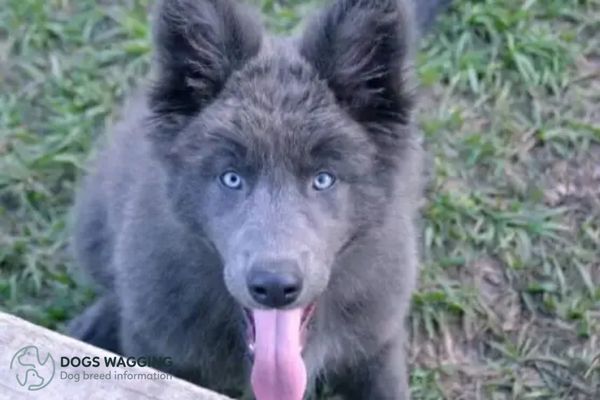 Blue German Shepherd All Fun Traits, FAQs And Pictures