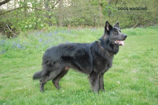 Blue Color German Shepherd Training