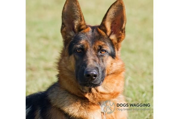 Black and Red German Shepherd Appearance Traits