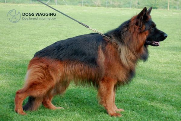 Black And Red German Shepherd All Fun Traits And Pictures