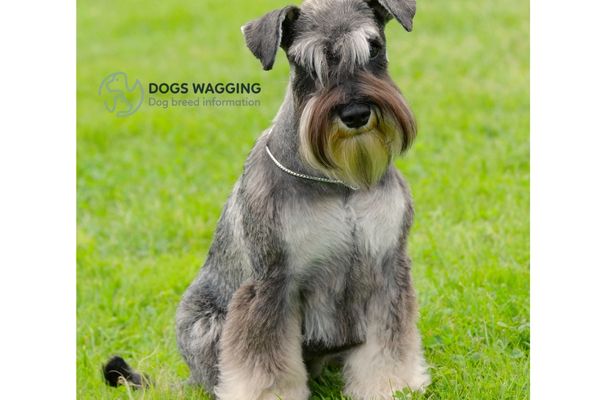 Salt and Pepper Giant Schnauzer Appearance Traits